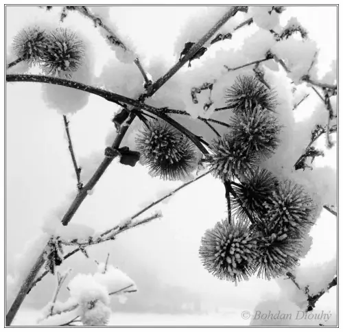 DSCF4268d-7