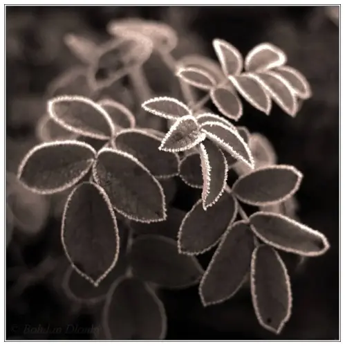 IMG 0216d-9