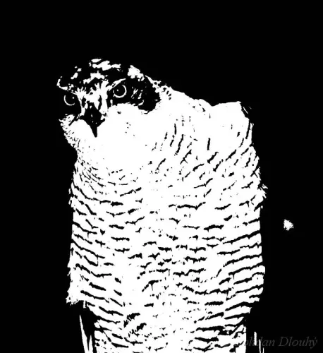 fotobanka042b